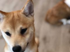 豆豆-浣熊柯尔鸭土拨鼠·电玩咖