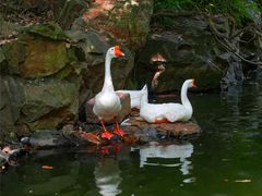 -绍兴鲁迅故里·沈园景区