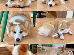 -柯斗斗主题餐厅·狗咖·围炉煮茶·茶饮(国瑞升平里店)