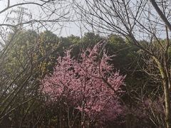 -重庆彩云湖湿地公园