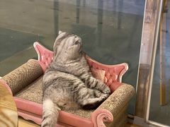 -猫咪派对(江南西店)