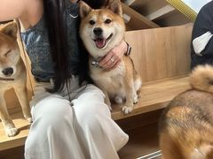 -是阿柴呀！柴犬咖啡·爱喵喵猫咖
