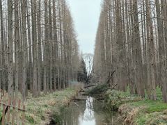 -东平国家森林公园