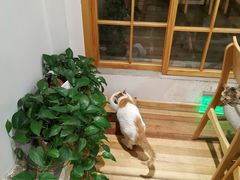 -猫的天空之城概念书店(苏州平江店)