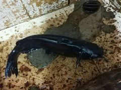 厨房选鱼-亮欢寨(凯里总店)