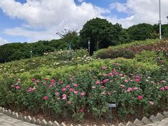 -立新湖公园