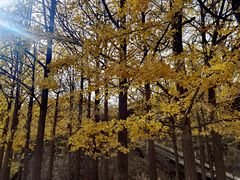 -阳台山自然风景区