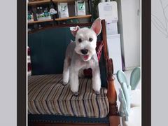 -欧奕国际动物医院