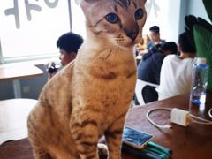 -Cappucimeow猫咪咖啡馆(韦伯时代店)