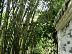 -大屏嶂森林公园