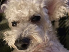 -康旭宠物医院(郑州总院)