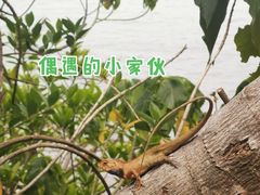 -东澳岛