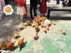 -前小桔亲子创意农场·草莓采摘·露营烧烤