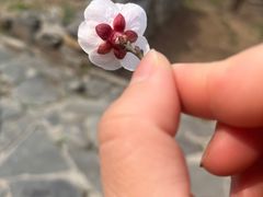 -北京鹫峰国家森林公园