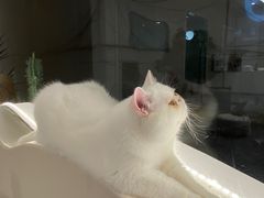 -More Fun猫咖 二十只万元加菲主题