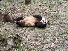-中国大熊猫保护研究中心雅安碧峰峡基地