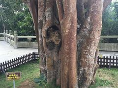 -博鳌禅寺