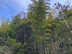 -天目山-昭明禅寺