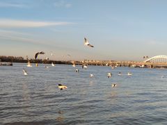 -人民防洪胜利纪念塔