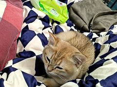 -安安宠医宠物医院·异宠·犬猫内科(岳阳分院)
