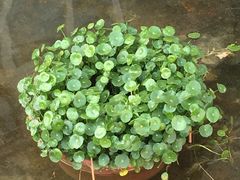 -星光花园影城(衡成天虹广场店)