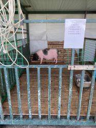 -小蜜蜂农场(凯德七宝购物广场店)