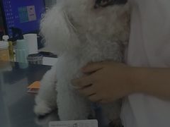 -小叮当动物医院·骨科·眼科