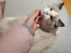-猫冇咖·家门口的撸猫馆(大融城店)