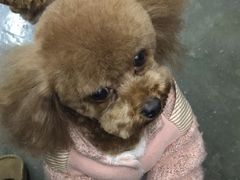 -PETKIT小佩宠物·低压洗护(国顺东路店)