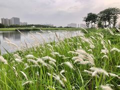 -洋湖国家湿地公园