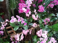 -北京植物园-展览温室