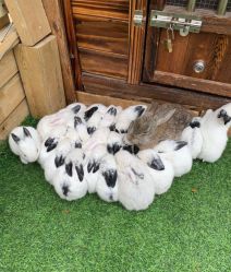 -萌宠亲子动物乐园(槐房万达店)