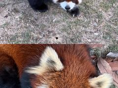 -泉州海丝野生动物世界