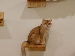 -喵匠猫主题咖啡(凯德和平广场店)