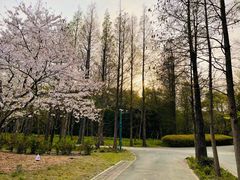 -上海滨江森林公园