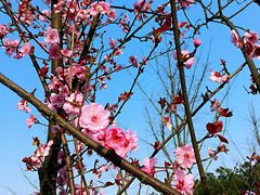 -铁山坪森林公园