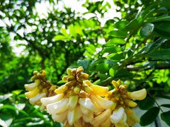 -广州神农草堂中医药博物馆