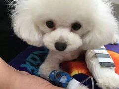 -伟伟宠物医院·CT影像中心·瑞派犬猫综合性门诊(汉口总院)