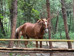 -铁山坪森林公园