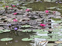 -中国科学院西双版纳热带植物园
