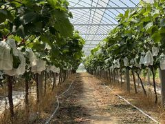 -马陆小张葡萄园农家乐