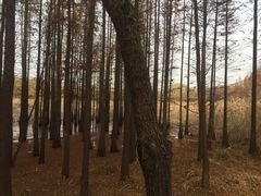 -昆山城市生态森林公园