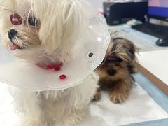 -天使宠物医院·犬猫分诊(彩虹店)