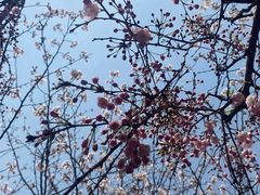 -高东镇樱花园