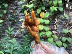 -鸡脚旮旯平江路店
