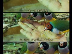 -萌宠奇缘