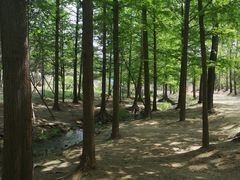 -白水寺森林公园
