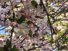 -桃花堤公园