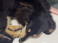 -FAELING PETS美天灵宠物(合生汇店)
