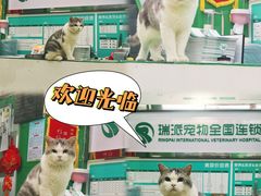 -瑞派动物医院·猫专科·至诚(江南中分院)